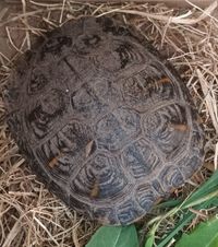 Wasserschildkröte - gefunden am 14.04.2024 auf dem Aldi-Parkplatz in Tettnang